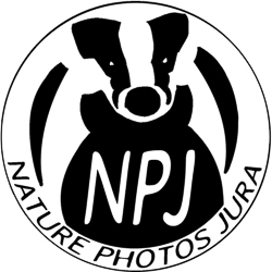 Logo NPJ 2